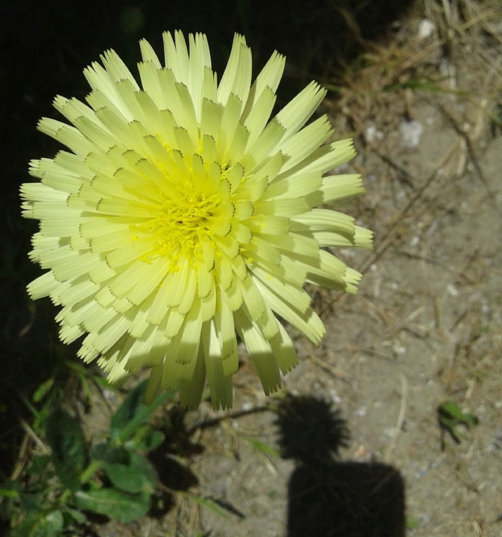 Asteraceae: Urospermum dalechampii