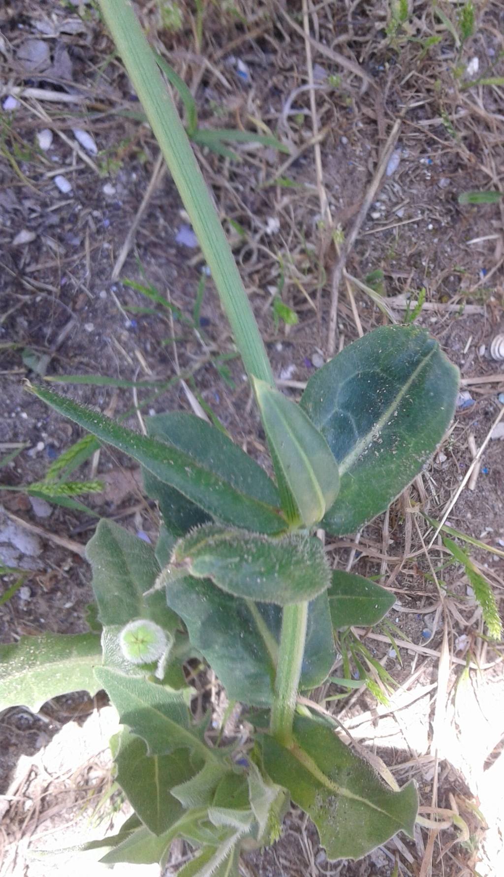 Asteraceae: Urospermum dalechampii