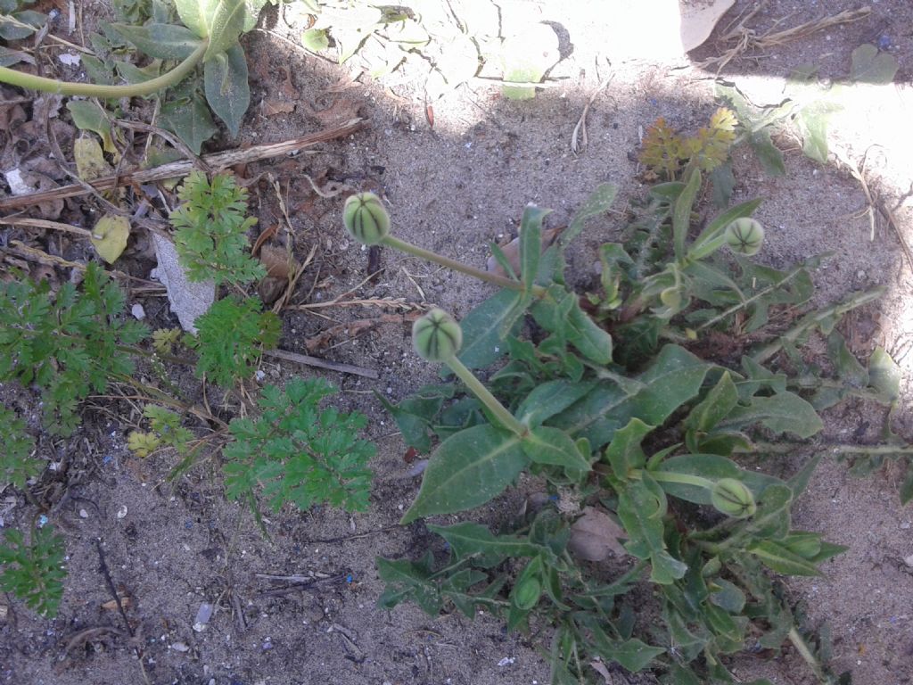Asteraceae: Urospermum dalechampii