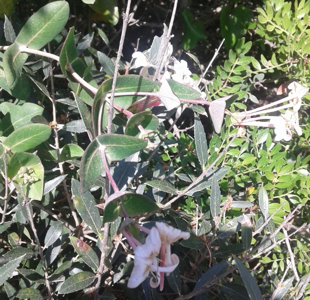 Lonicera implexa / Caprifoglio mediterraneo