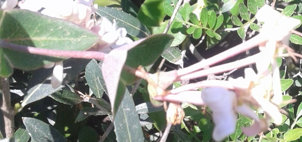 Lonicera implexa / Caprifoglio mediterraneo