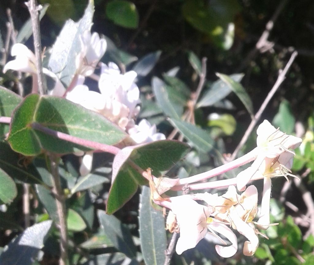 Lonicera implexa / Caprifoglio mediterraneo