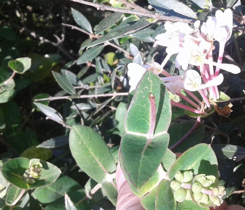 Lonicera implexa / Caprifoglio mediterraneo