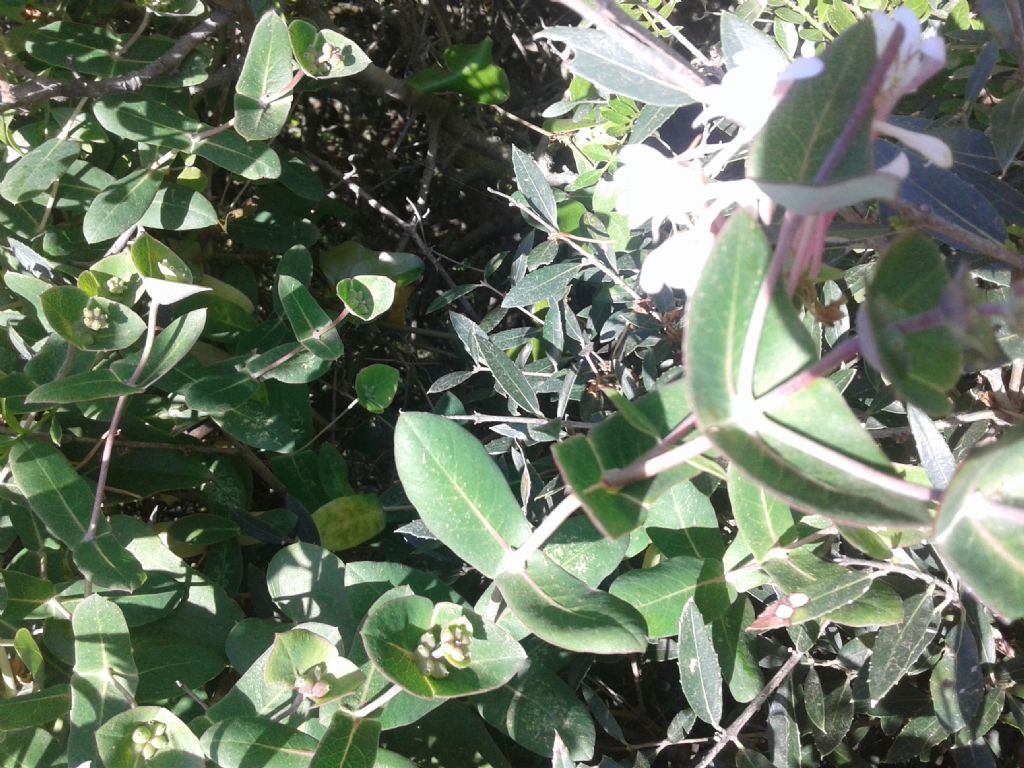 Lonicera implexa / Caprifoglio mediterraneo