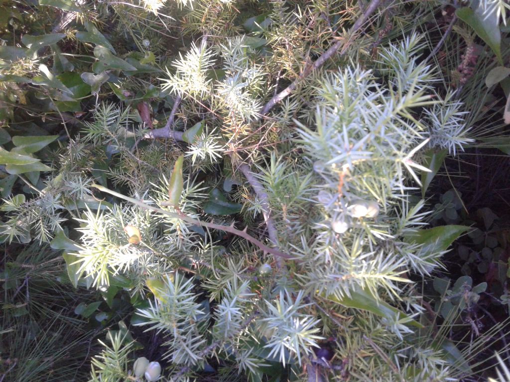 Juniperus macrocarpa (=Juniperus oxycedrus subsp. macrocarpa)