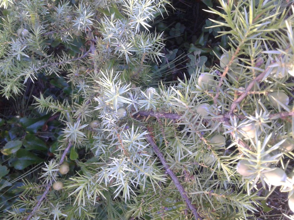 Juniperus macrocarpa (=Juniperus oxycedrus subsp. macrocarpa)