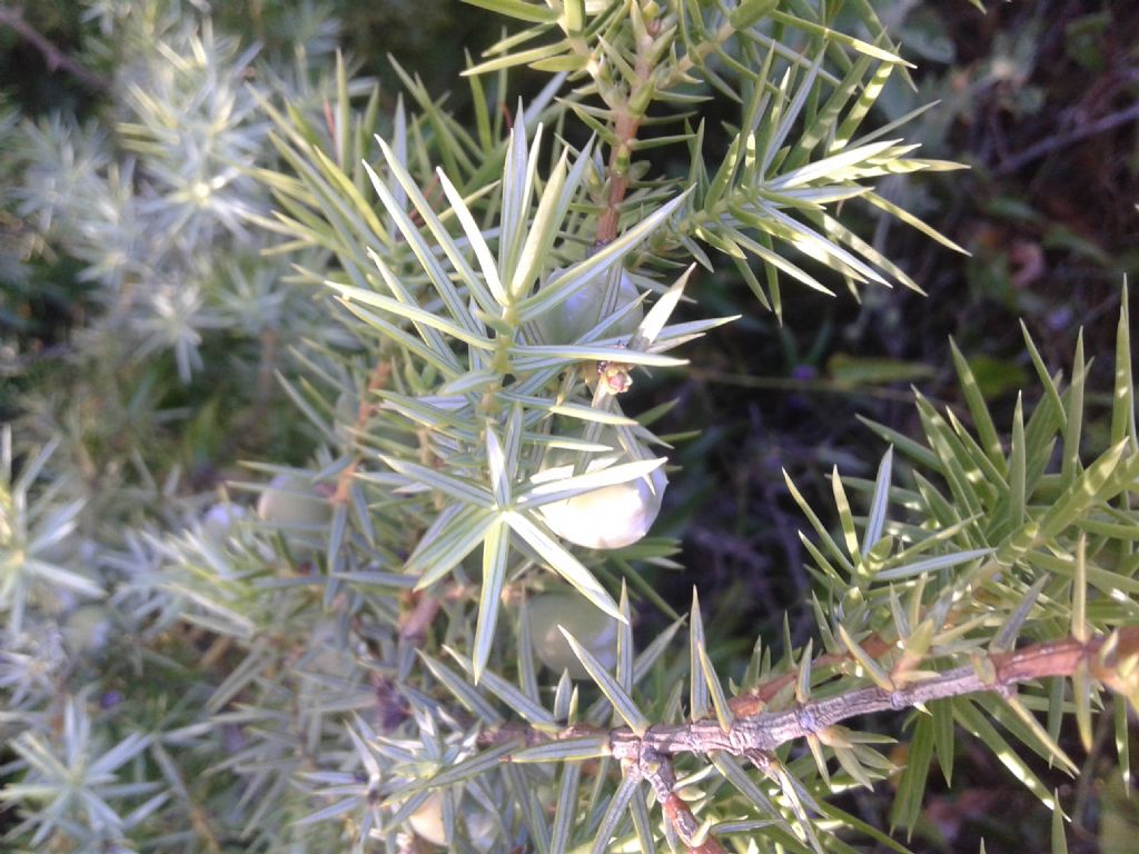 Juniperus macrocarpa (=Juniperus oxycedrus subsp. macrocarpa)