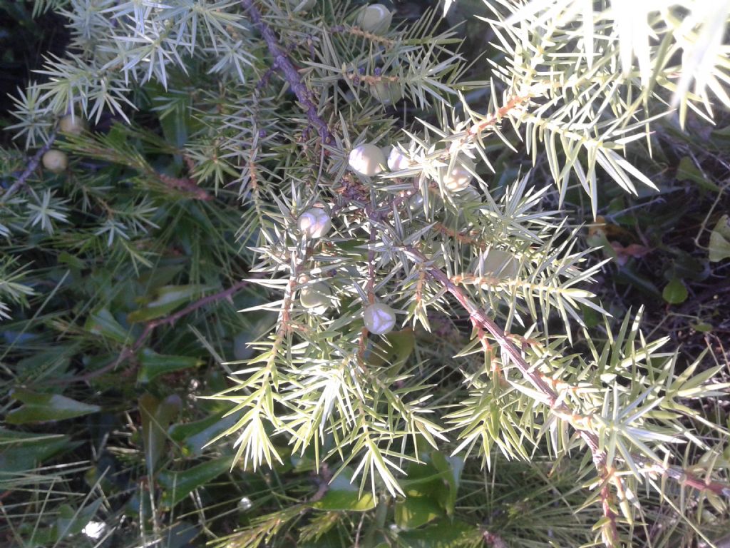 Juniperus macrocarpa (=Juniperus oxycedrus subsp. macrocarpa)