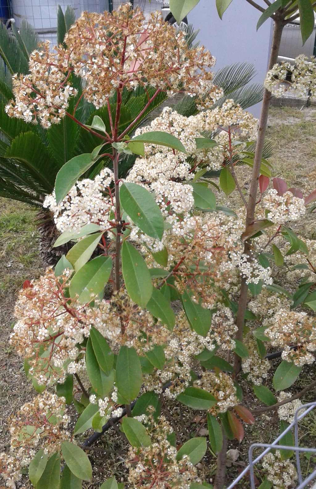 In giardino incolto: Photinia sp. (Rosaceae)