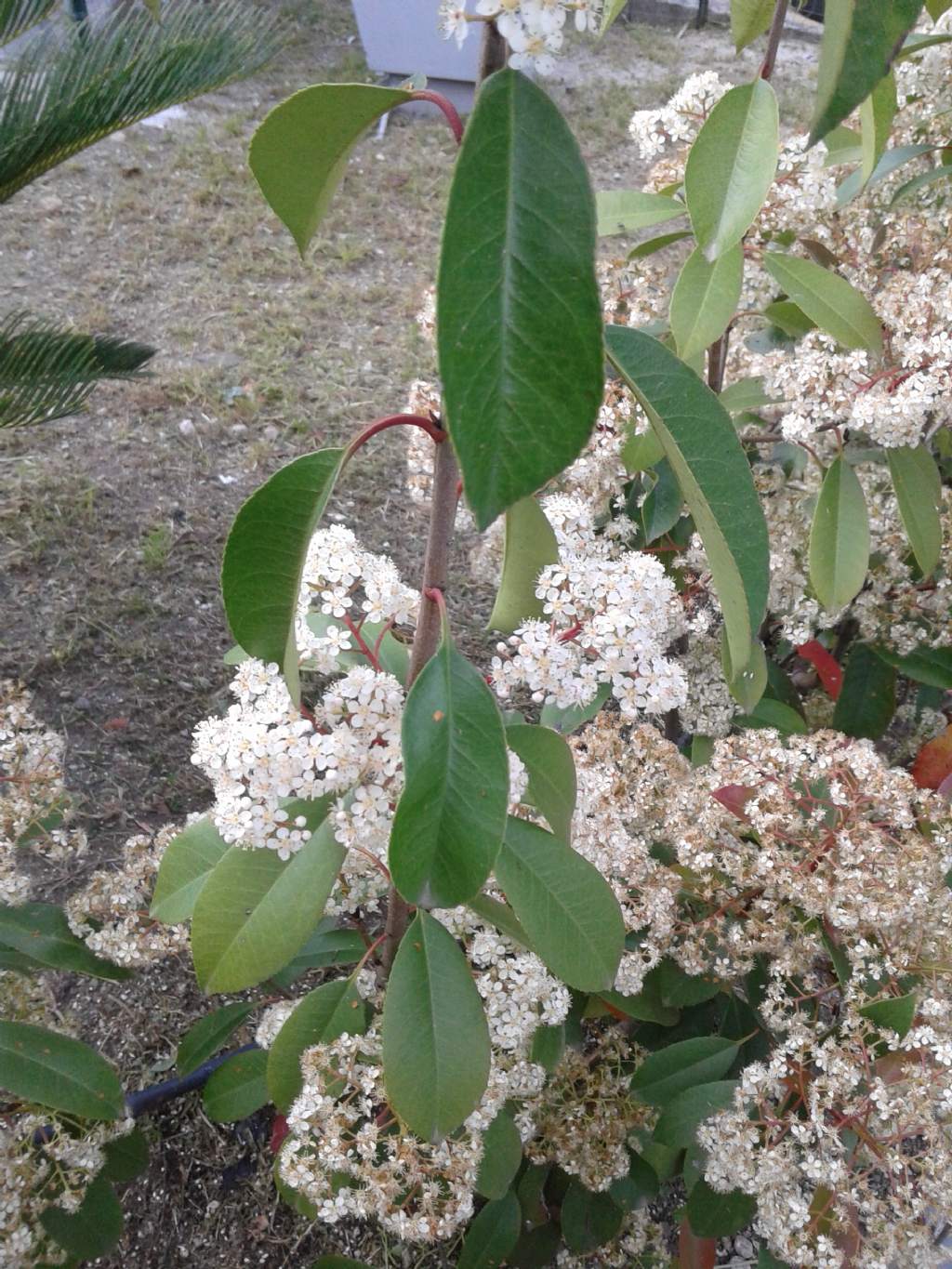In giardino incolto: Photinia sp. (Rosaceae)