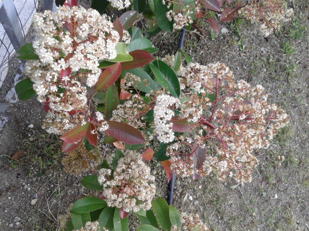 In giardino incolto: Photinia sp. (Rosaceae)