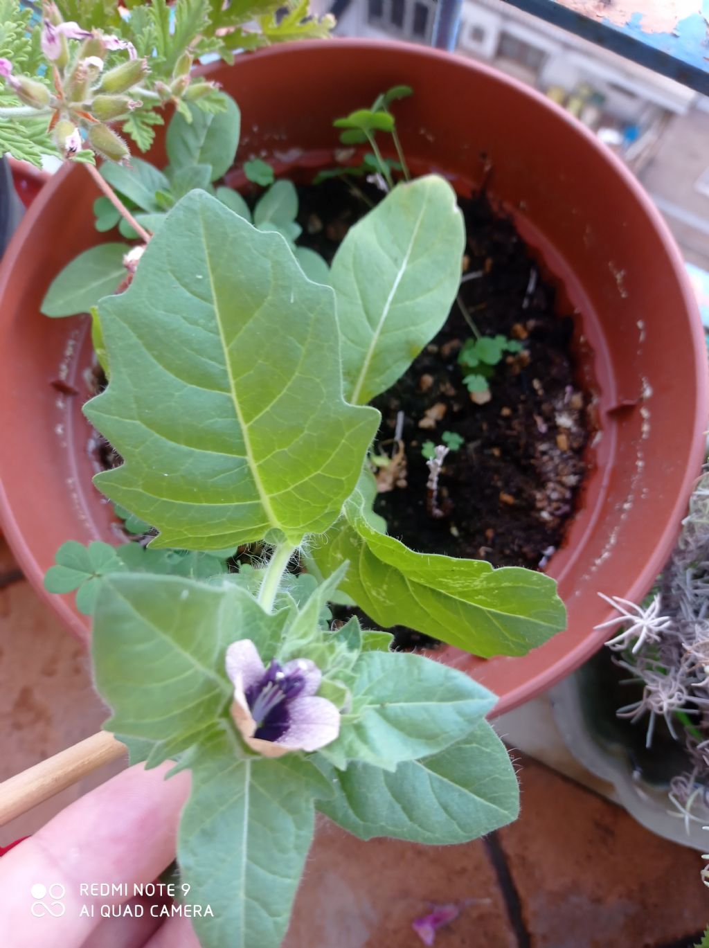 Pianta in vaso: Giusquiamo nero / Hyoscyamus niger (Solanaceae)