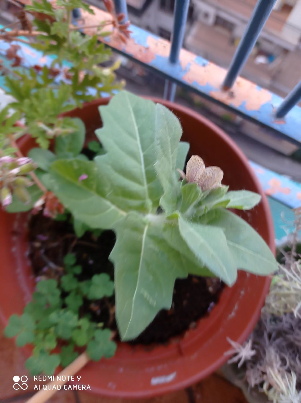 Pianta in vaso: Giusquiamo nero / Hyoscyamus niger (Solanaceae)