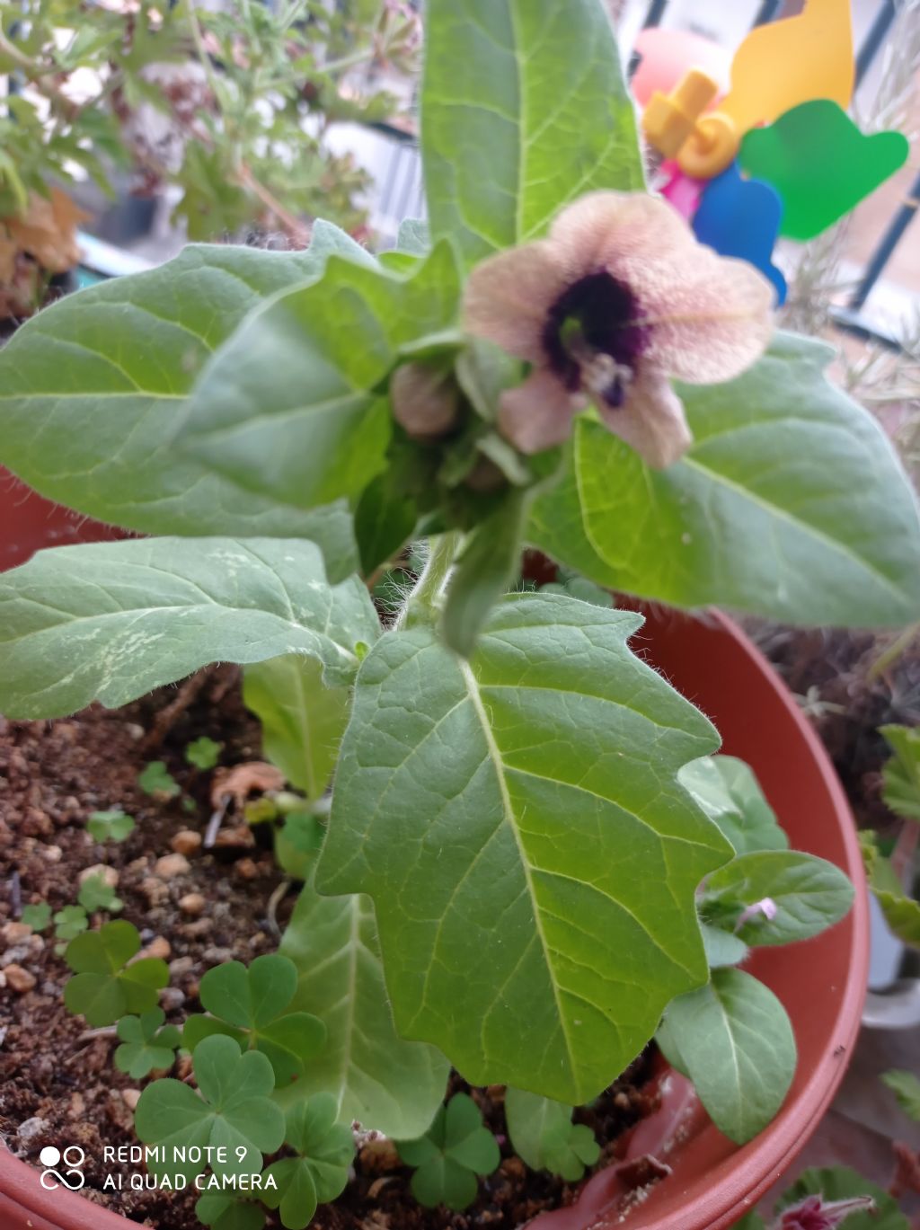 Pianta in vaso: Giusquiamo nero / Hyoscyamus niger (Solanaceae)