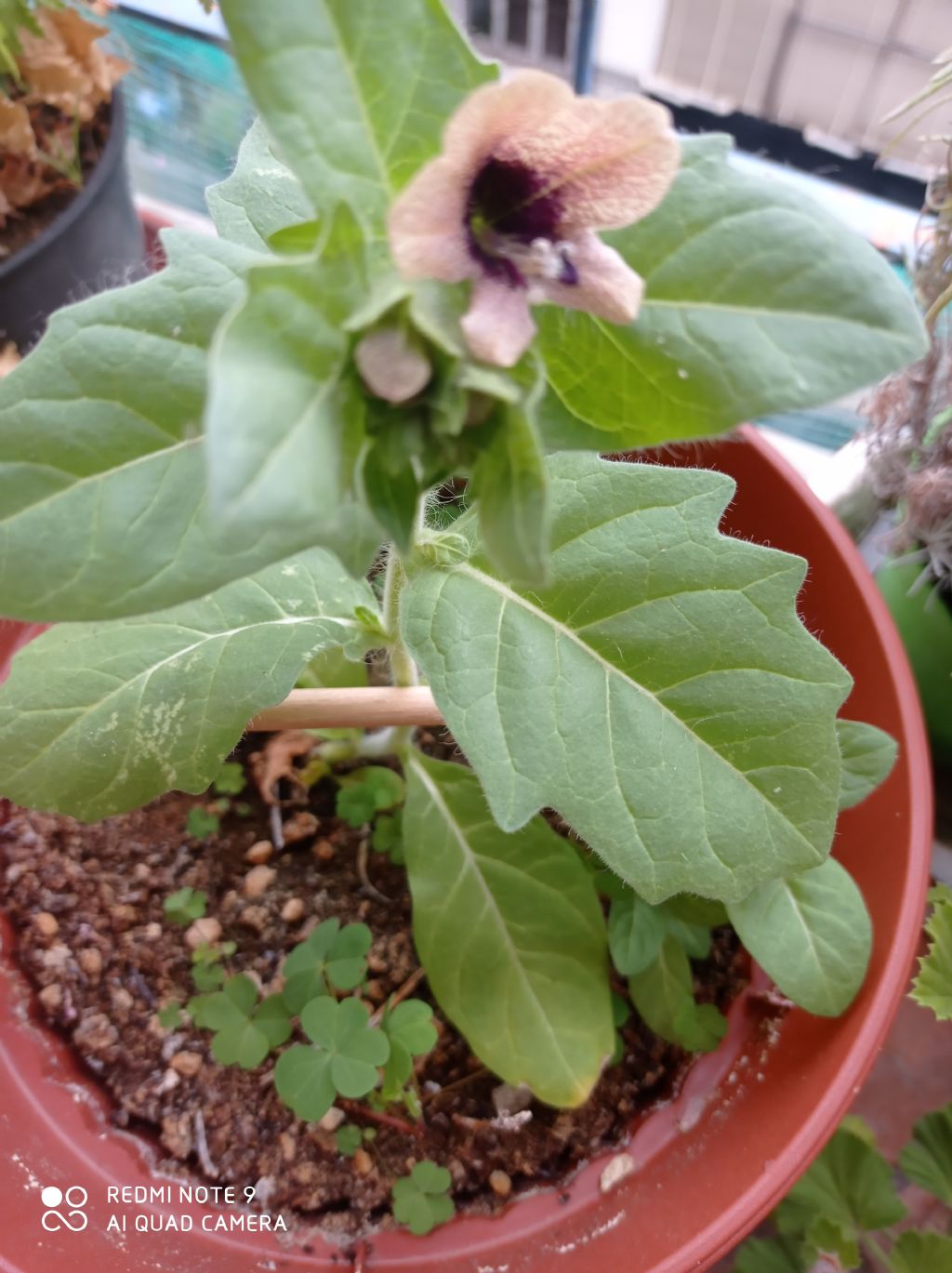 Pianta in vaso: Giusquiamo nero / Hyoscyamus niger (Solanaceae)