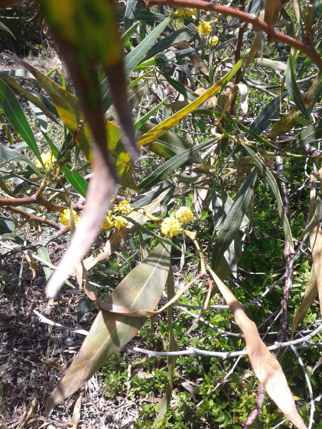 Fiori tipo mimosa: Acacia saligna