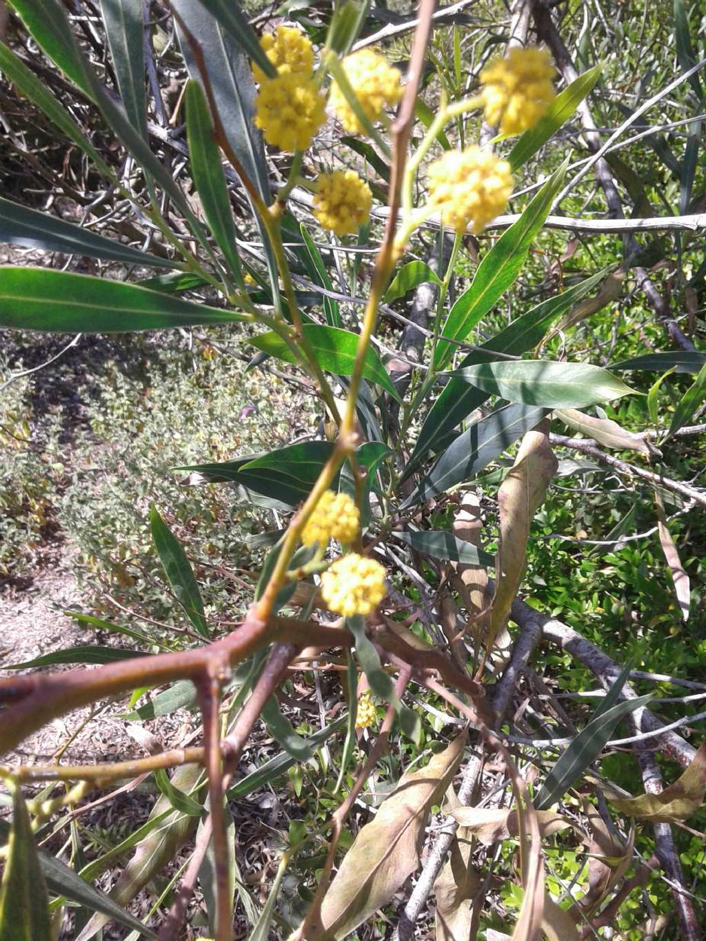 Fiori tipo mimosa: Acacia saligna