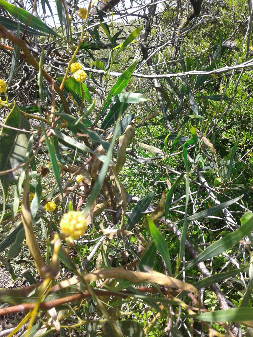 Fiori tipo mimosa: Acacia saligna
