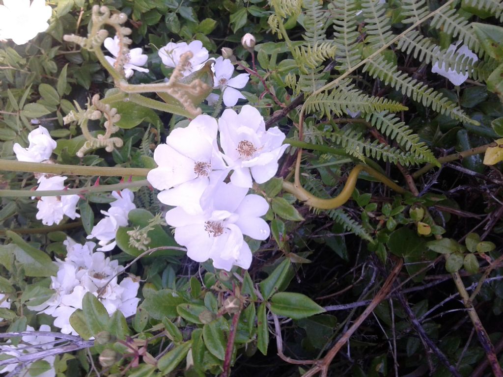 Odora di rosa: Rosa sempervirens da confermare