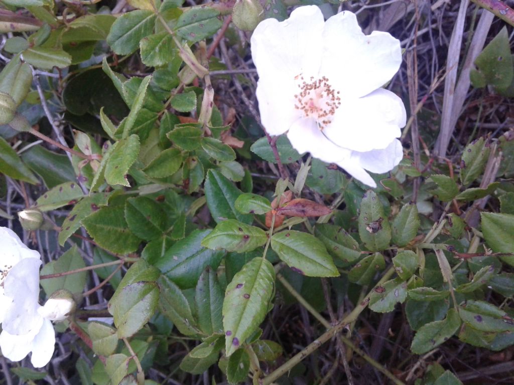Odora di rosa: Rosa sempervirens da confermare