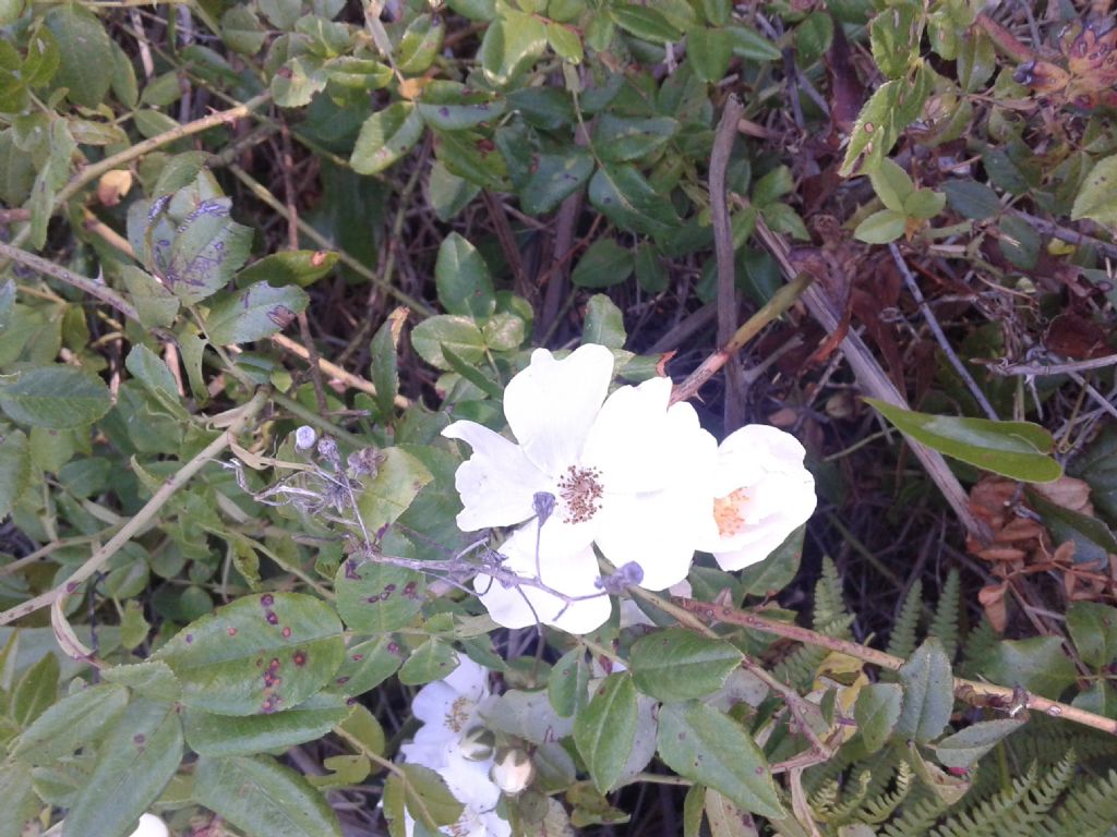 Odora di rosa: Rosa sempervirens da confermare