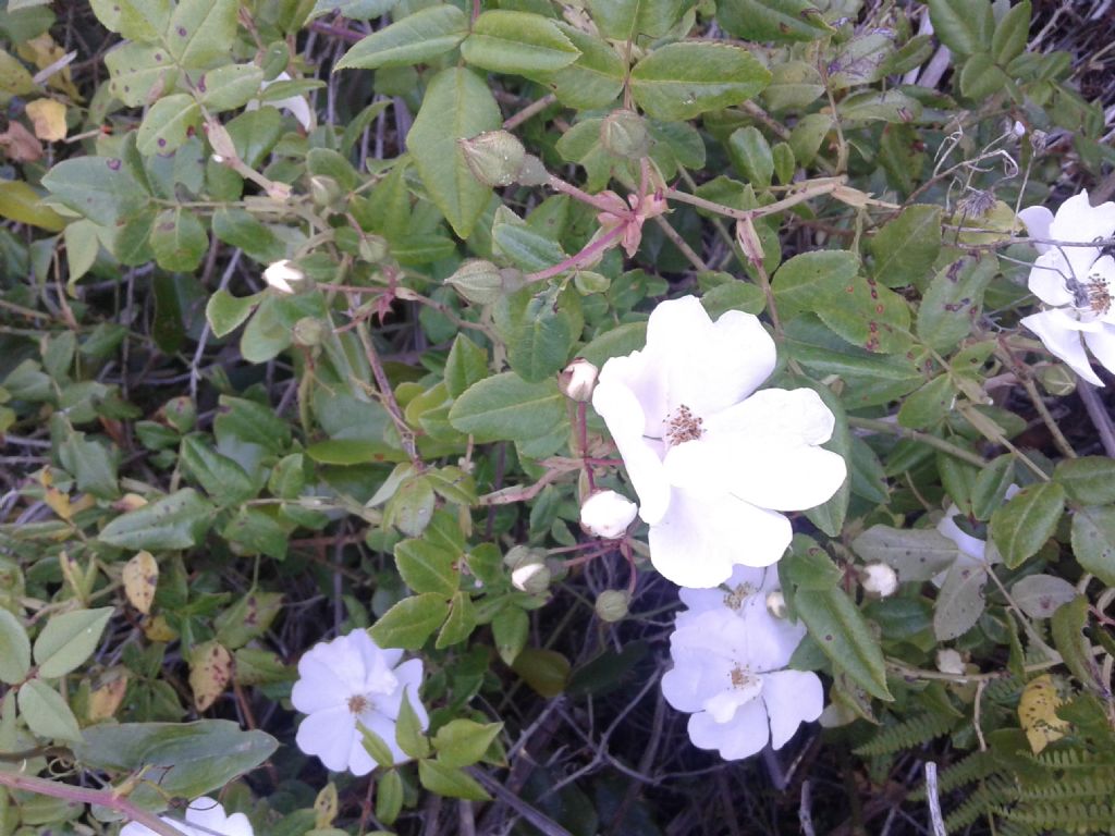 Odora di rosa: Rosa sempervirens da confermare