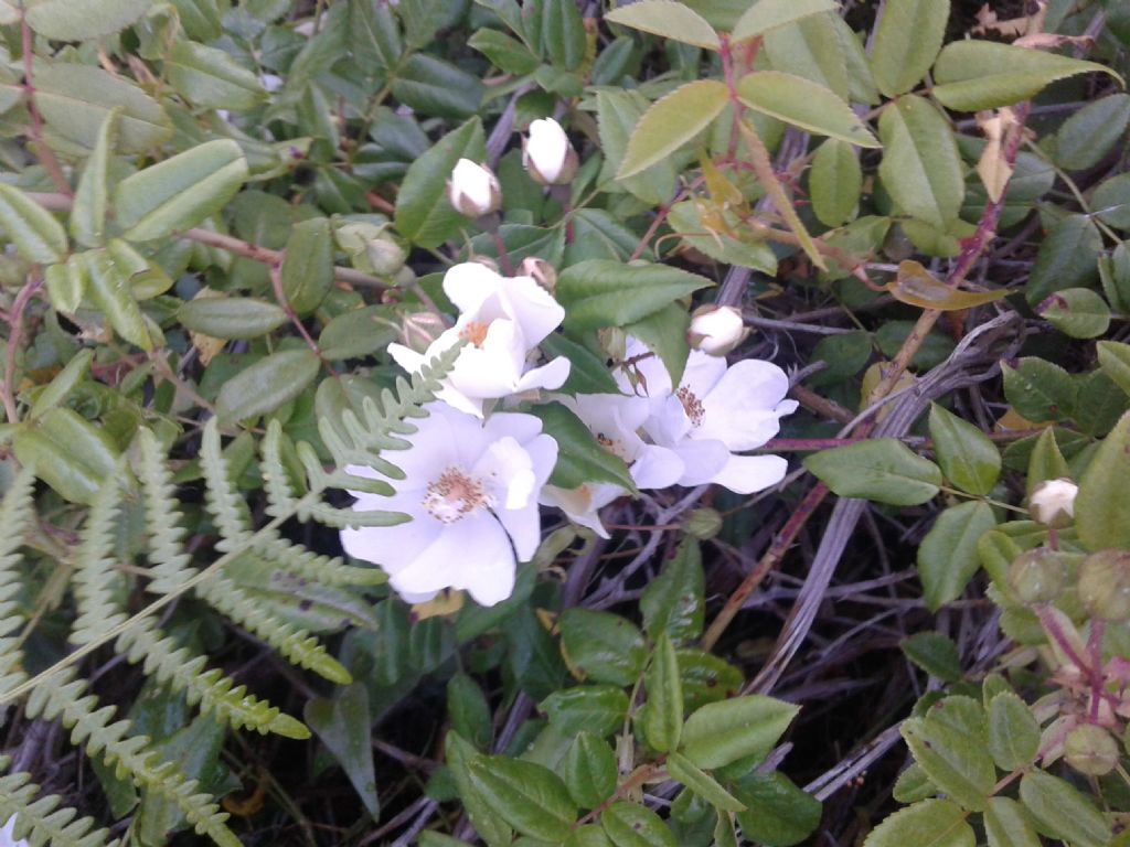 Odora di rosa: Rosa sempervirens da confermare