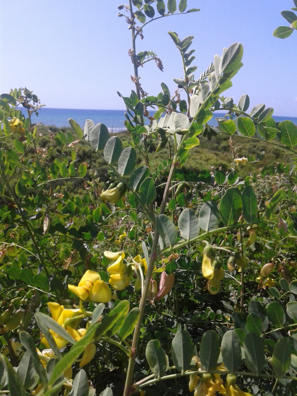 Fabaceae: Colutea arborescens