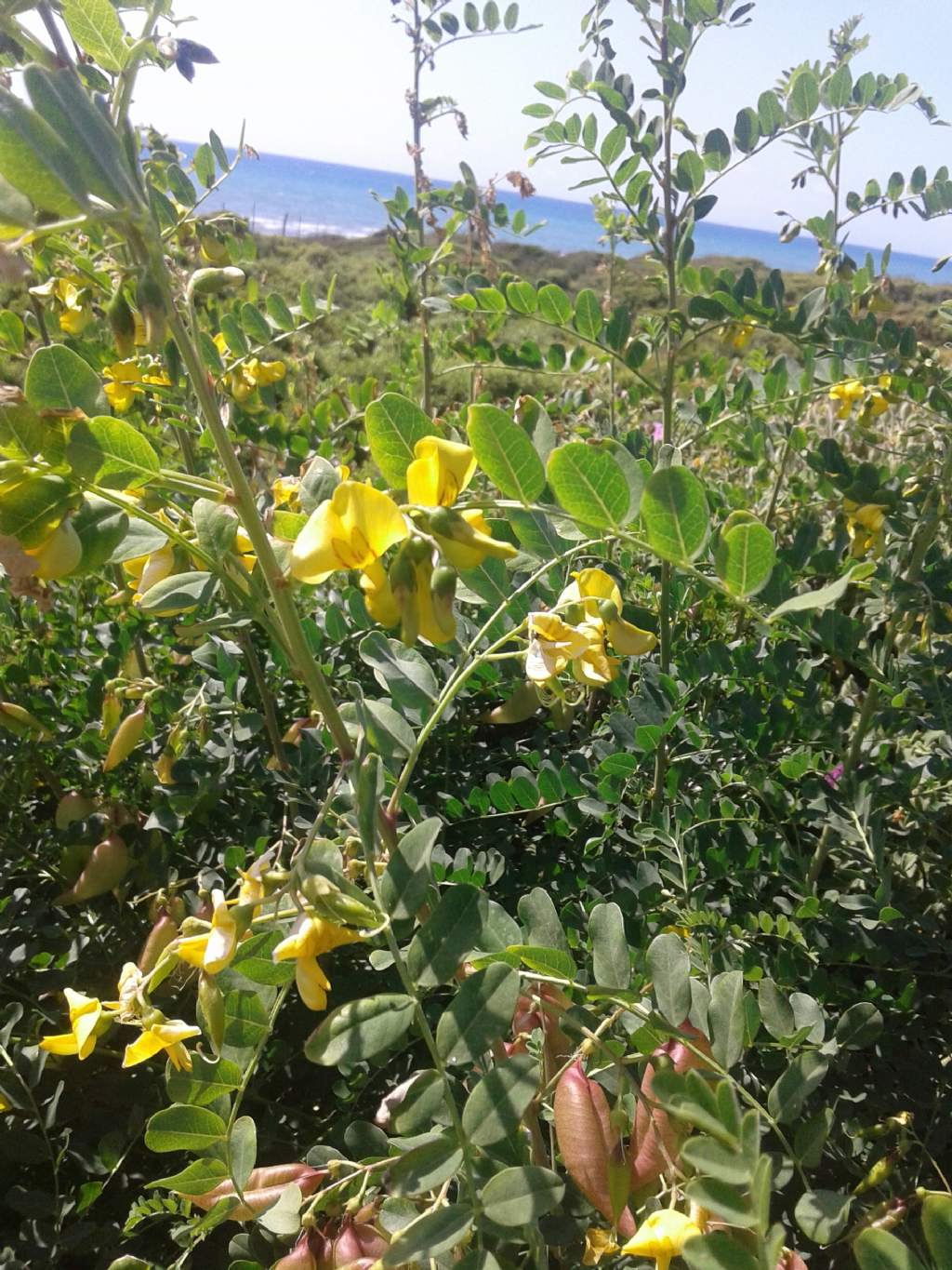 Fabaceae: Colutea arborescens