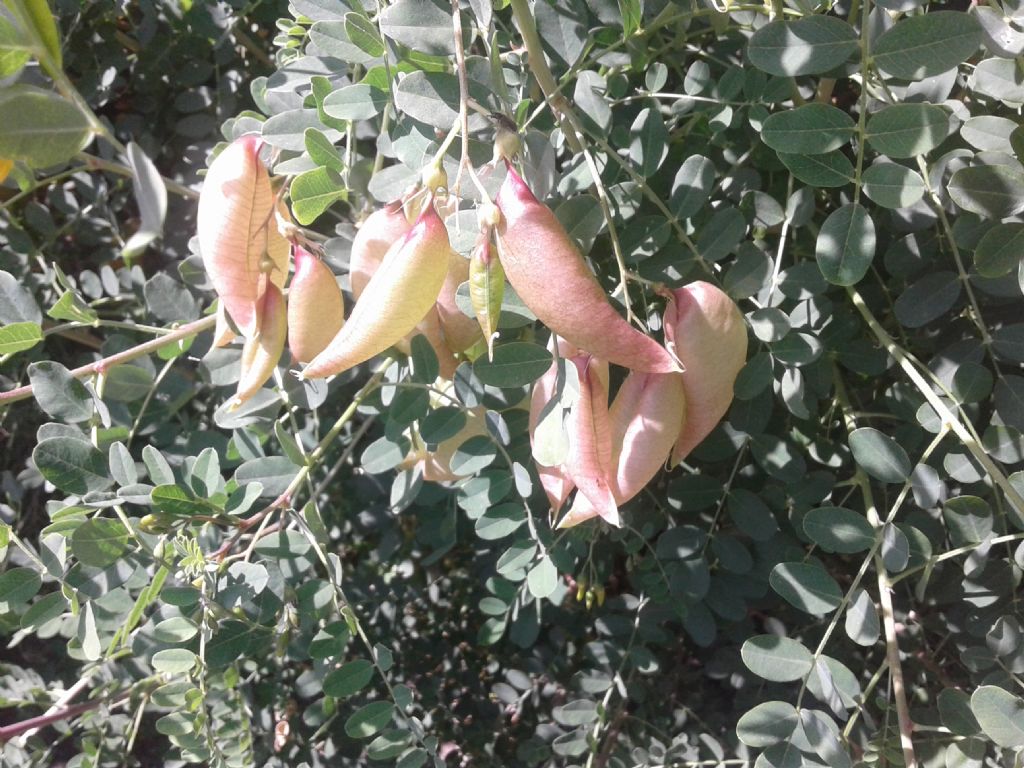 Fabaceae: Colutea arborescens