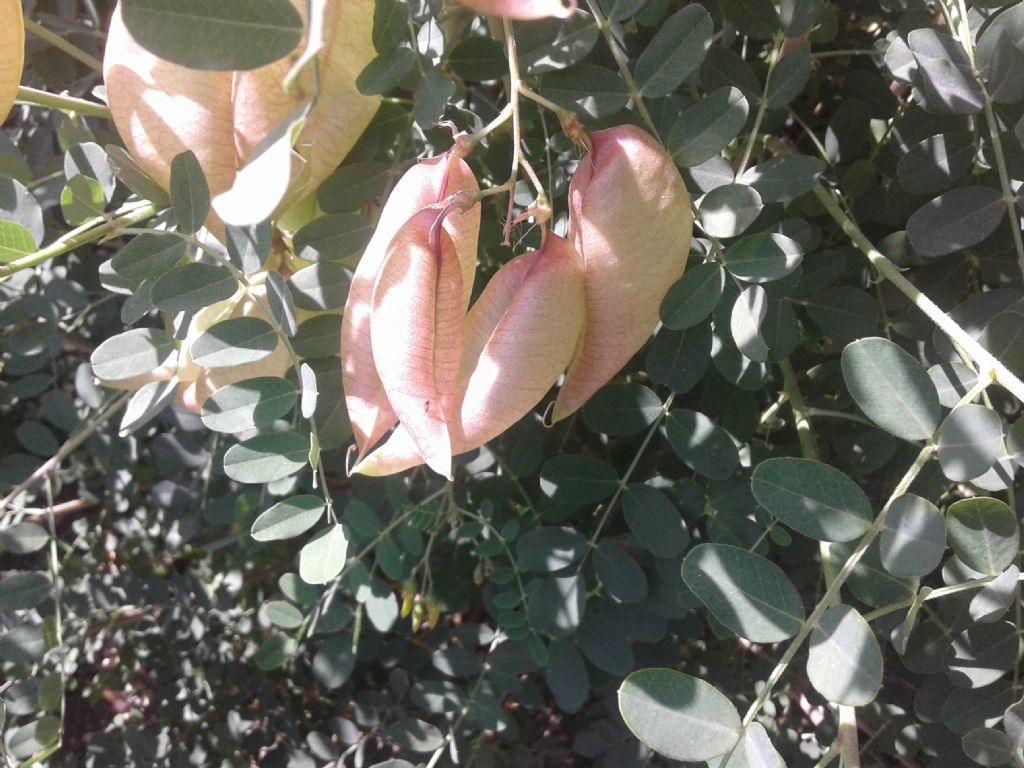 Fabaceae: Colutea arborescens