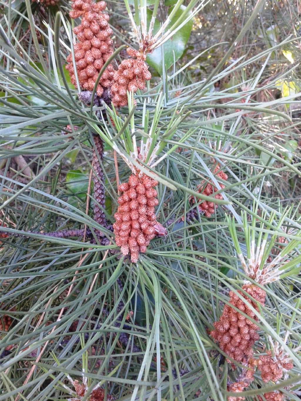 PINACEAE