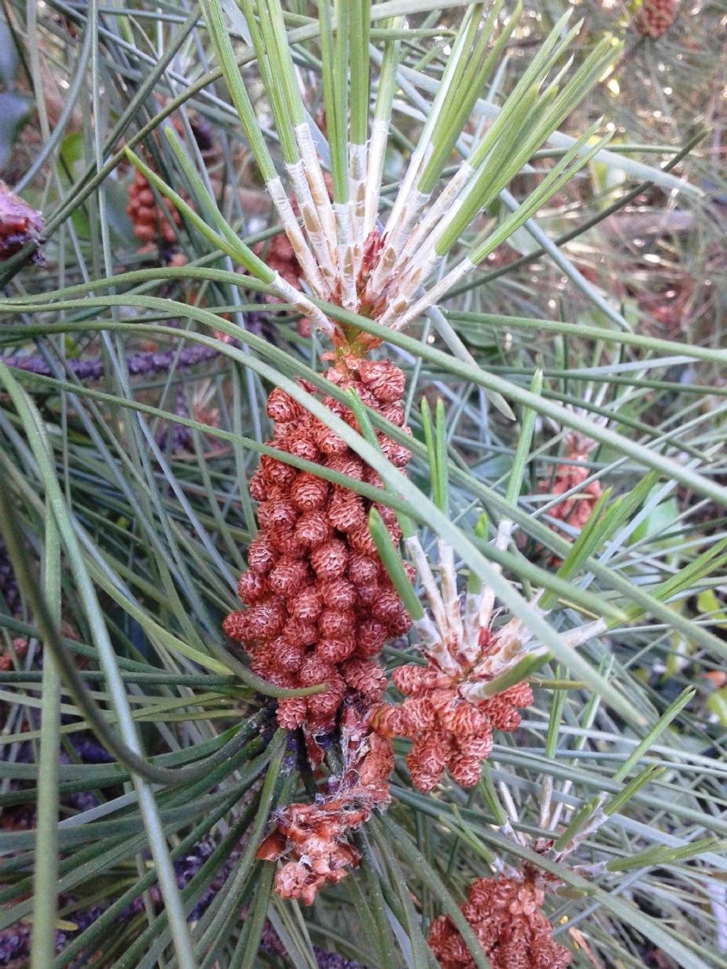 PINACEAE