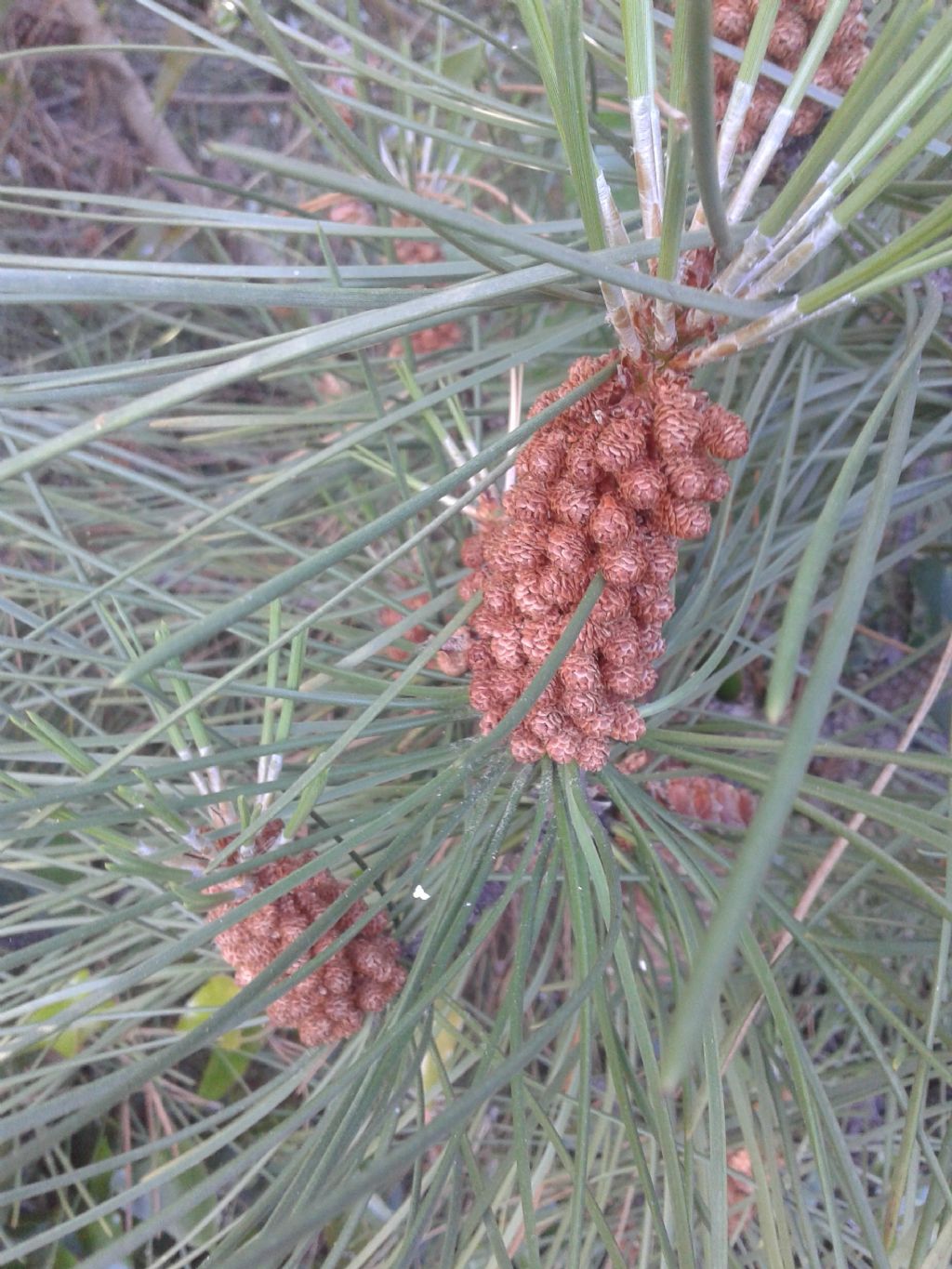 PINACEAE
