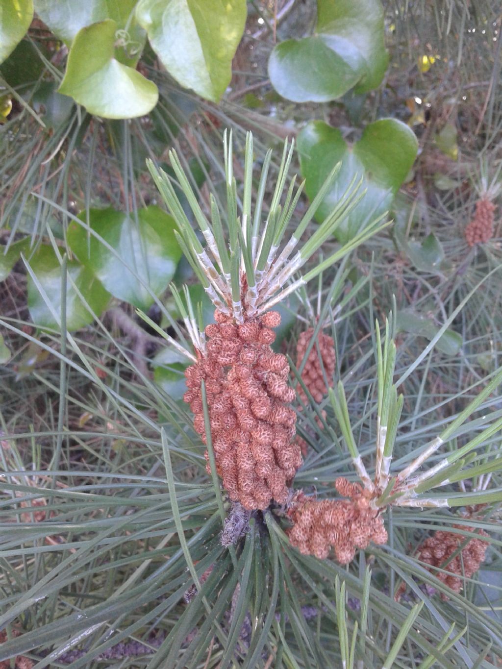 PINACEAE