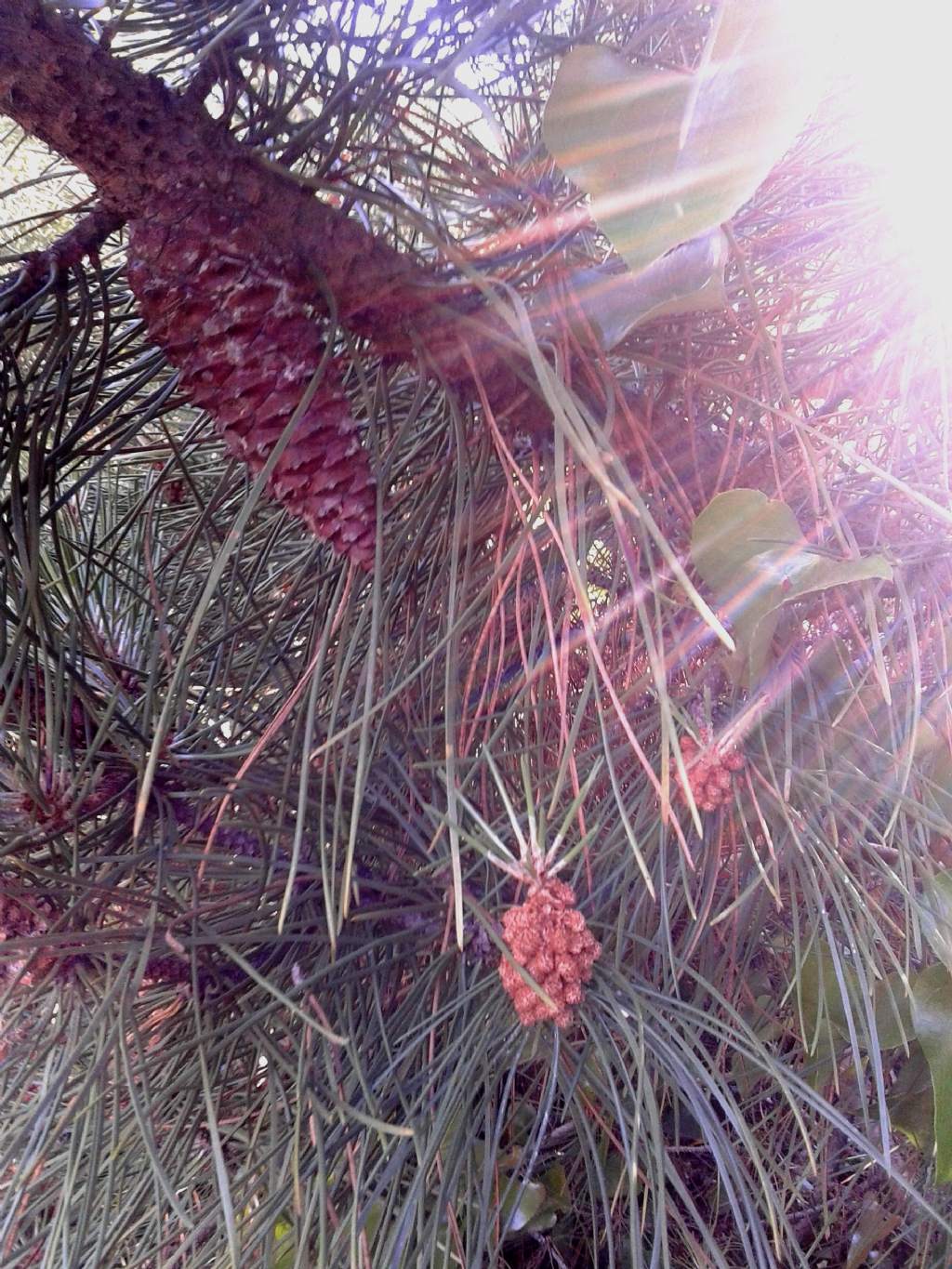 PINACEAE