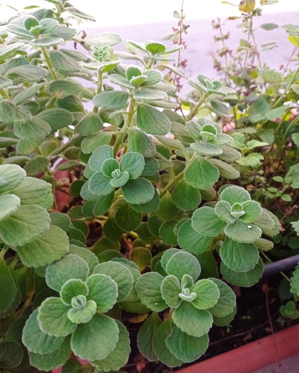 Plectranthus amboinicus (Lamiaceae)