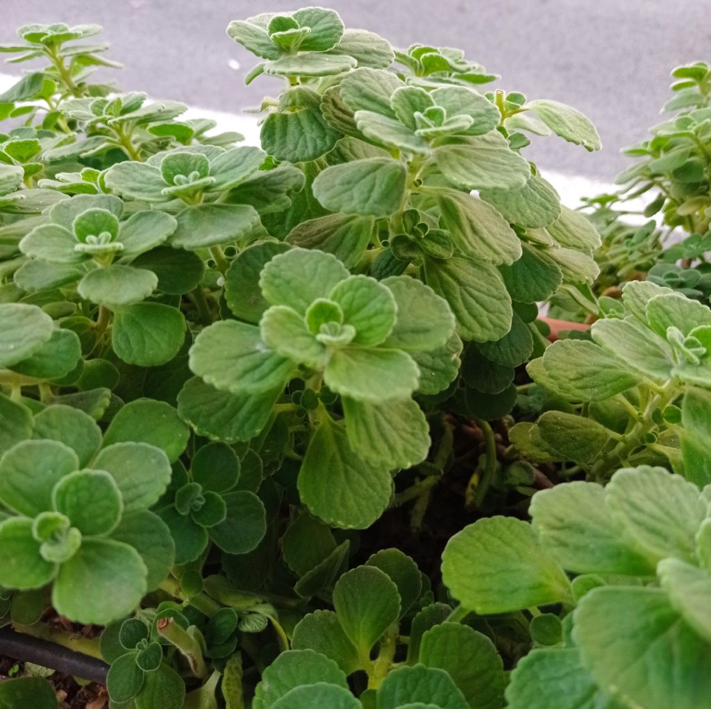 Plectranthus amboinicus (Lamiaceae)