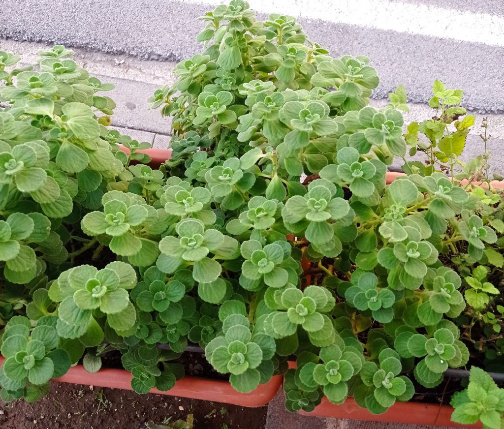 Plectranthus amboinicus (Lamiaceae)