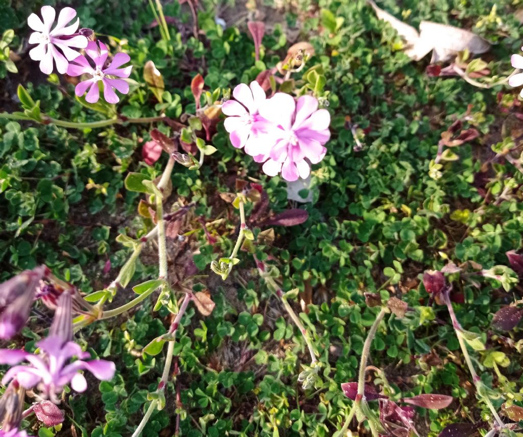 Tappeto di Fiori:  Silene colorata da confermare