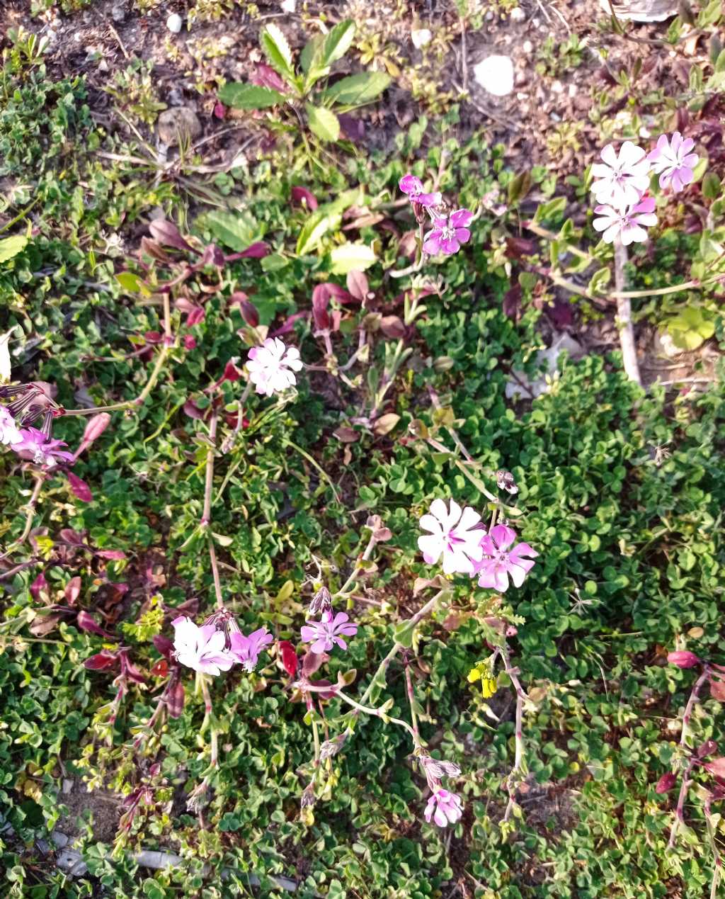 Tappeto di Fiori:  Silene colorata da confermare