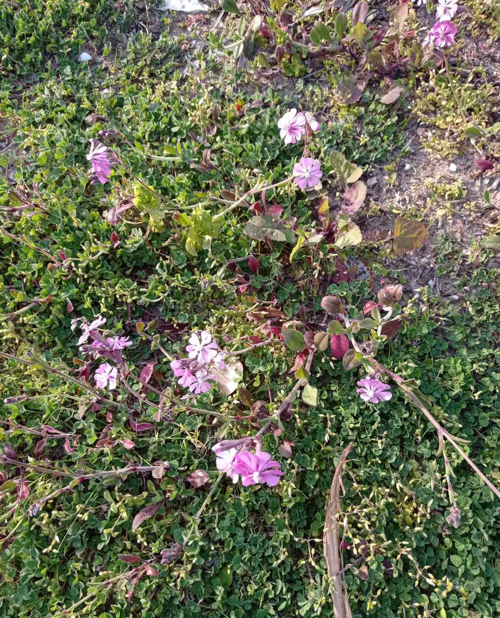 Tappeto di Fiori:  Silene colorata da confermare
