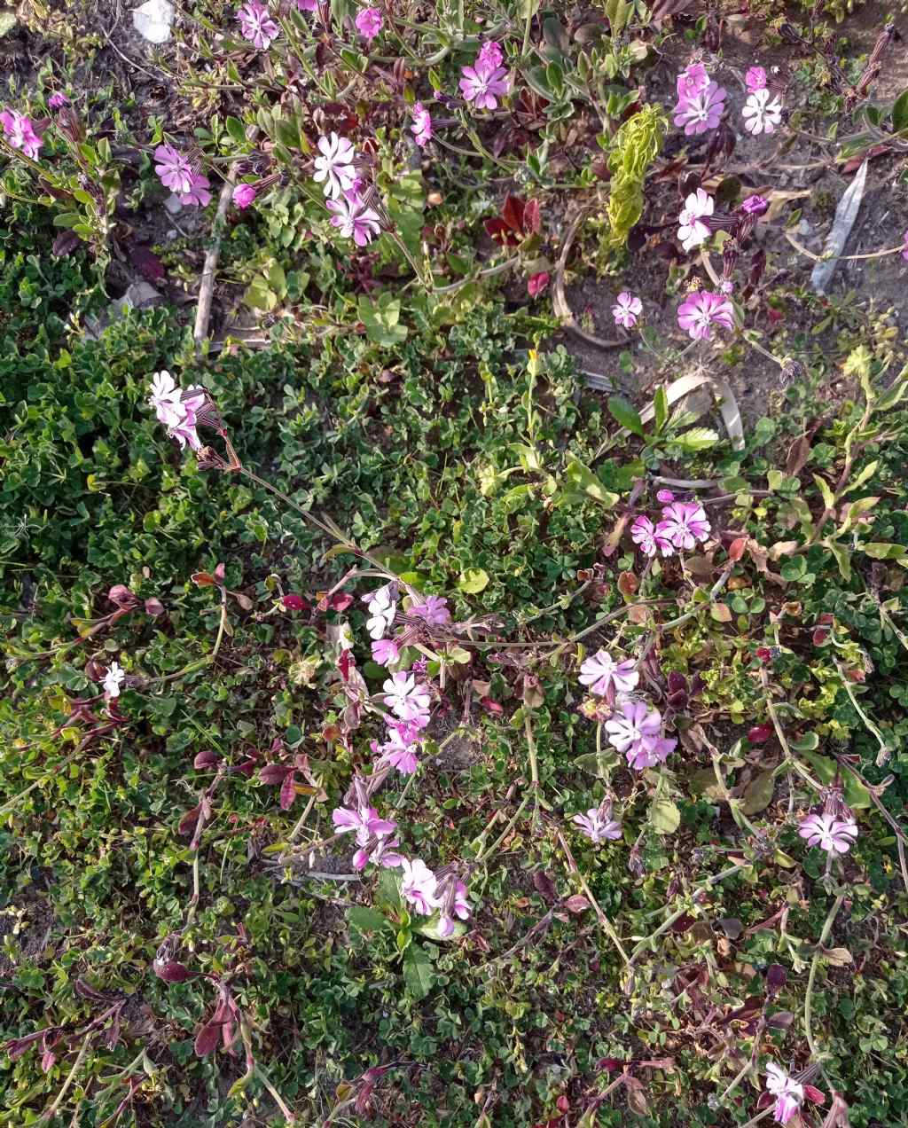 Tappeto di Fiori:  Silene colorata da confermare