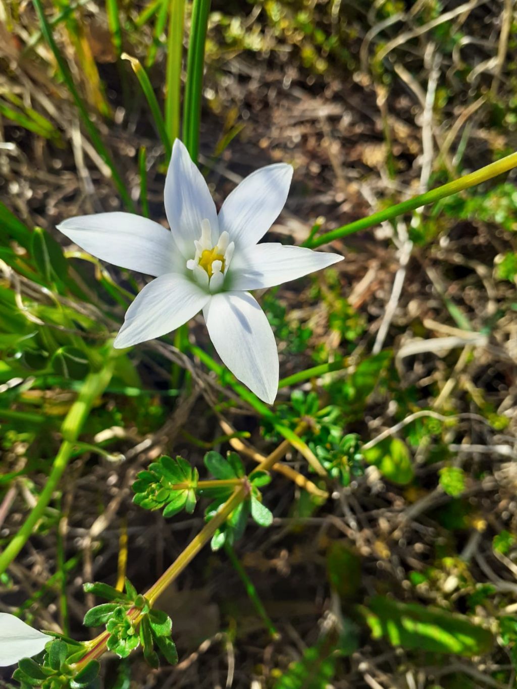 Pianta nell''alto Lazio