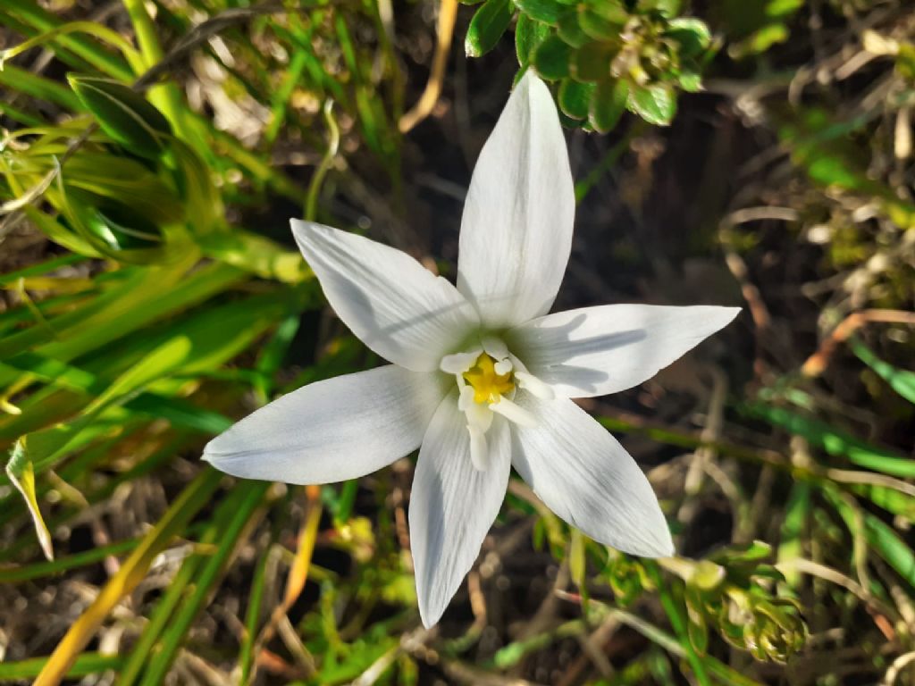 Pianta nell''alto Lazio