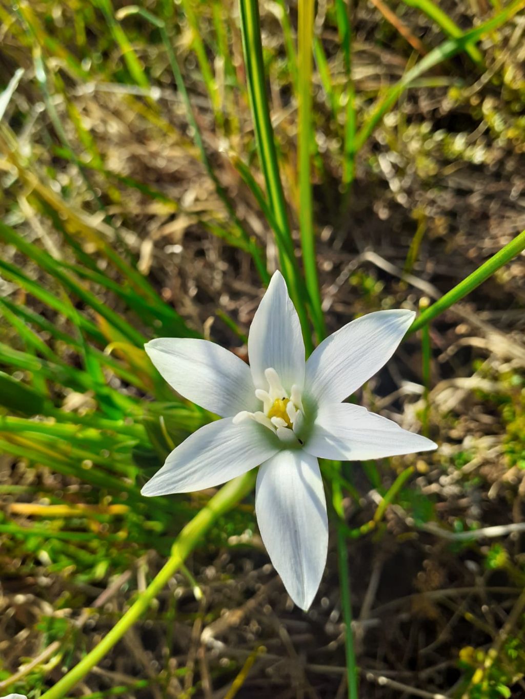 Pianta nell''alto Lazio