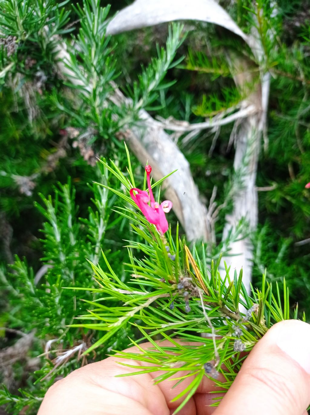 ROSMARINO DAI FIORI ROSSI