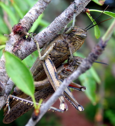 Anacridium aegyptium (Acrididae)