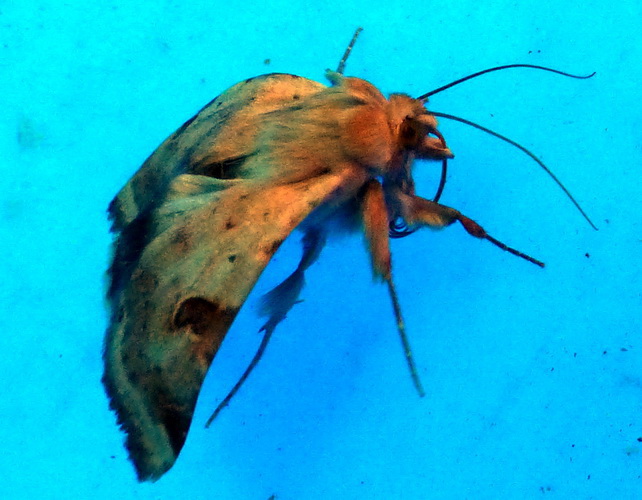 Lepidoptero da identificare - Heliothis peltigera, Noctuidae
