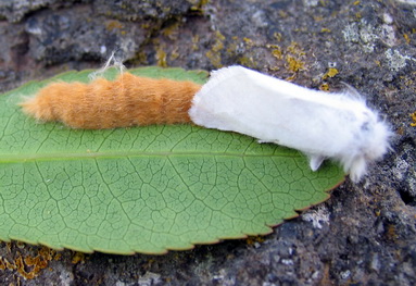 Lepidoptera - Euproctis chrysorrhoea, Erebidae Lymantriinae